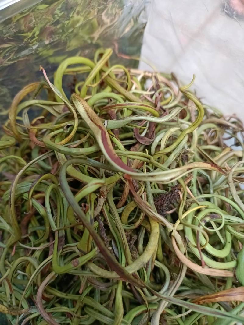 野生中草药化石草肾精草肾精茶批发零售