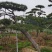 造型黑松，黑松盆景，工程造型松，造型景观树