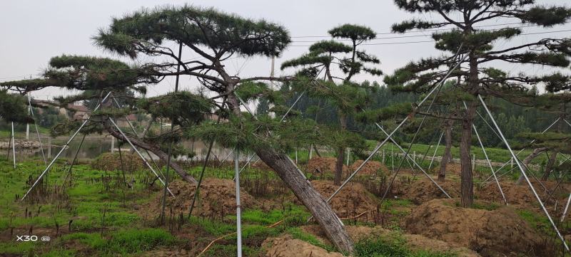 造型黑松，黑松盆景，工程造型松，造型景观树