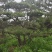 造型黑松，黑松盆景，工程造型松，造型景观树