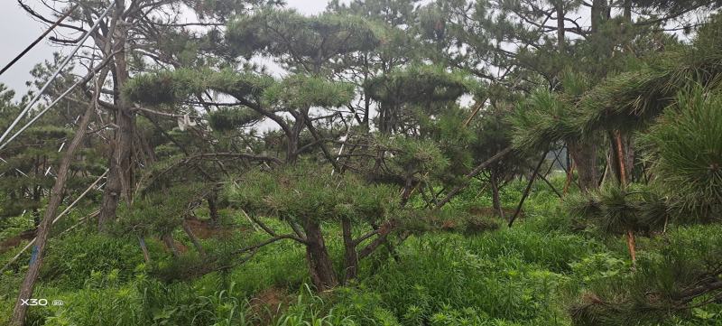 造型黑松，黑松盆景，工程造型松，造型景观树