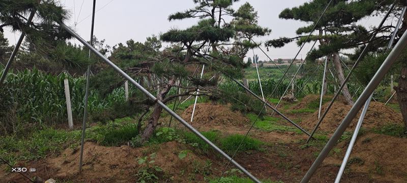 造型黑松，黑松盆景，工程造型松，造型景观树