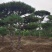 造型黑松，黑松盆景，工程造型松，造型景观树
