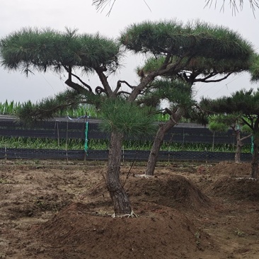 造型黑松，黑松盆景，工程造型松，造型景观树