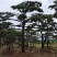 造型黑松，黑松盆景，工程造型松，造型景观树