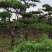 造型黑松，黑松盆景，工程造型松，造型景观树