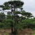 造型黑松，黑松盆景，工程造型松，造型景观树