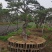 造型景观树造型黑松造型油松黑松油松