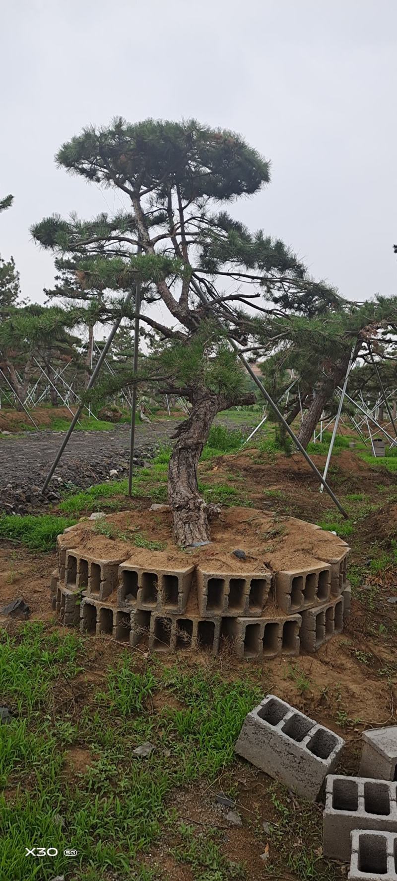 造型景观树造型黑松造型油松黑松油松