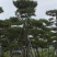 造型景观树造型黑松造型油松黑松油松