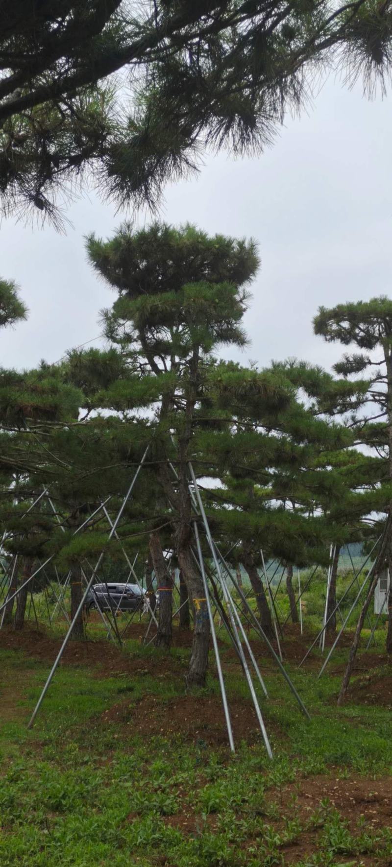 造型景观树造型黑松造型油松黑松油松