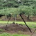 造型景观树造型黑松造型油松黑松油松