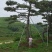 造型景观树造型黑松造型油松黑松油松