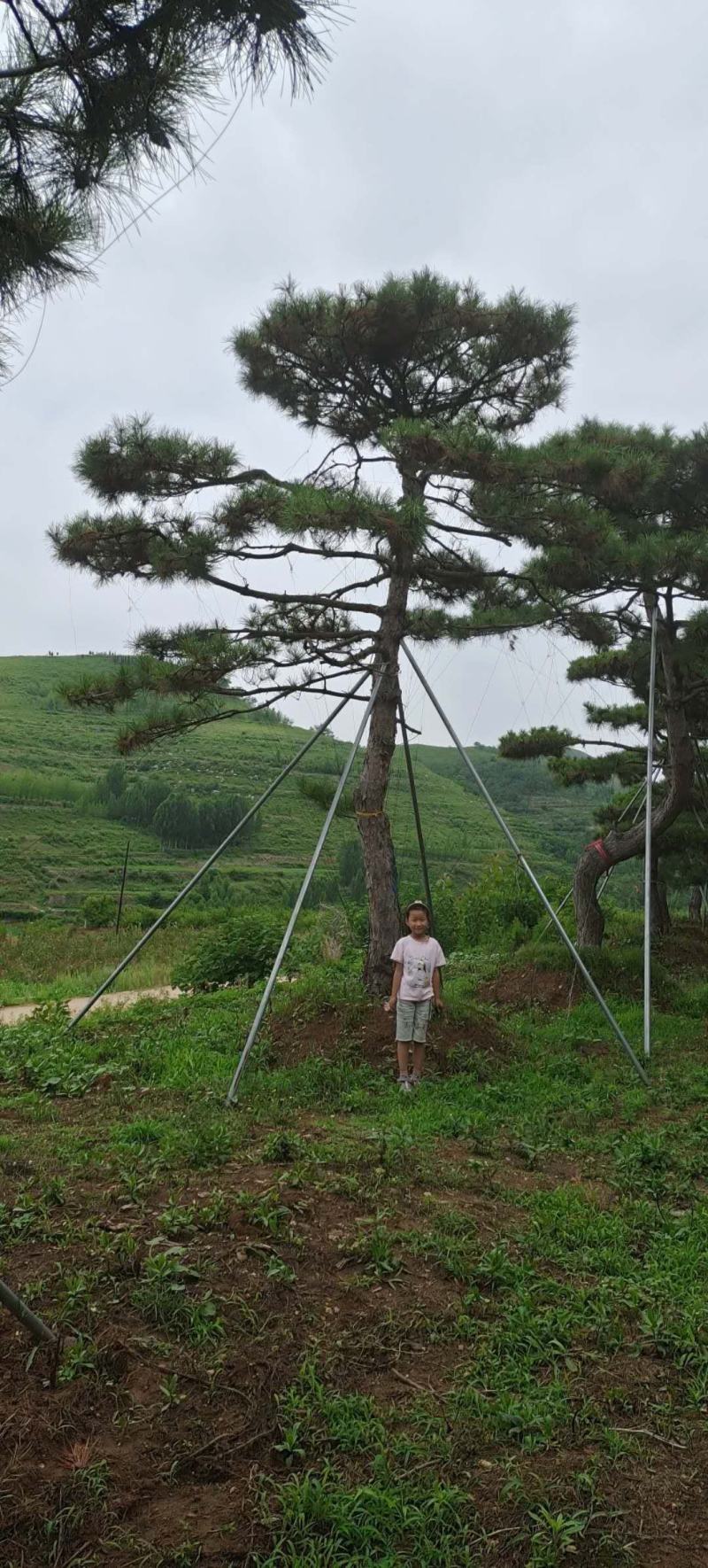造型景观树造型黑松造型油松黑松油松