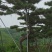 造型景观树造型黑松造型油松黑松油松