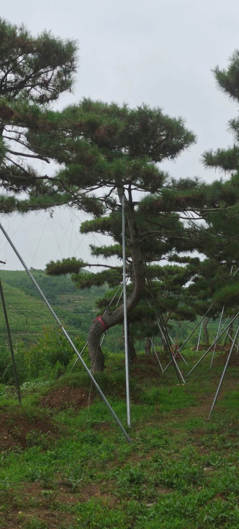 造型景观树造型黑松造型油松黑松油松