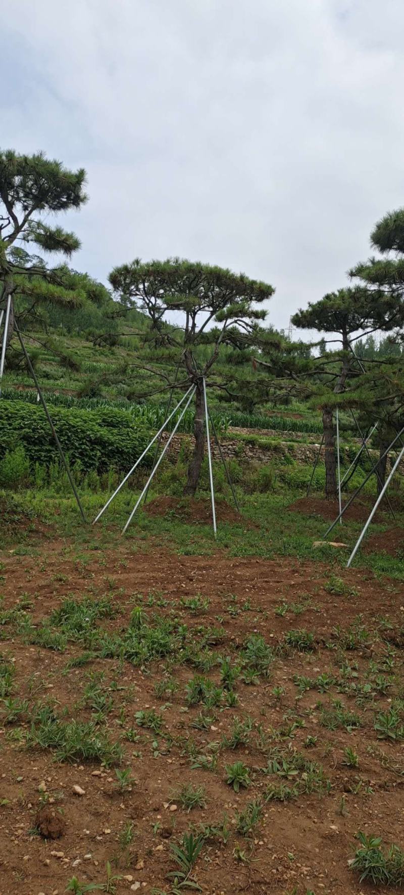 造型景观树造型黑松造型油松黑松油松