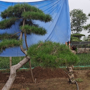 造型景观树造型黑松造型油松黑松油松