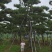 造型景观树造型黑松造型油松黑松油松