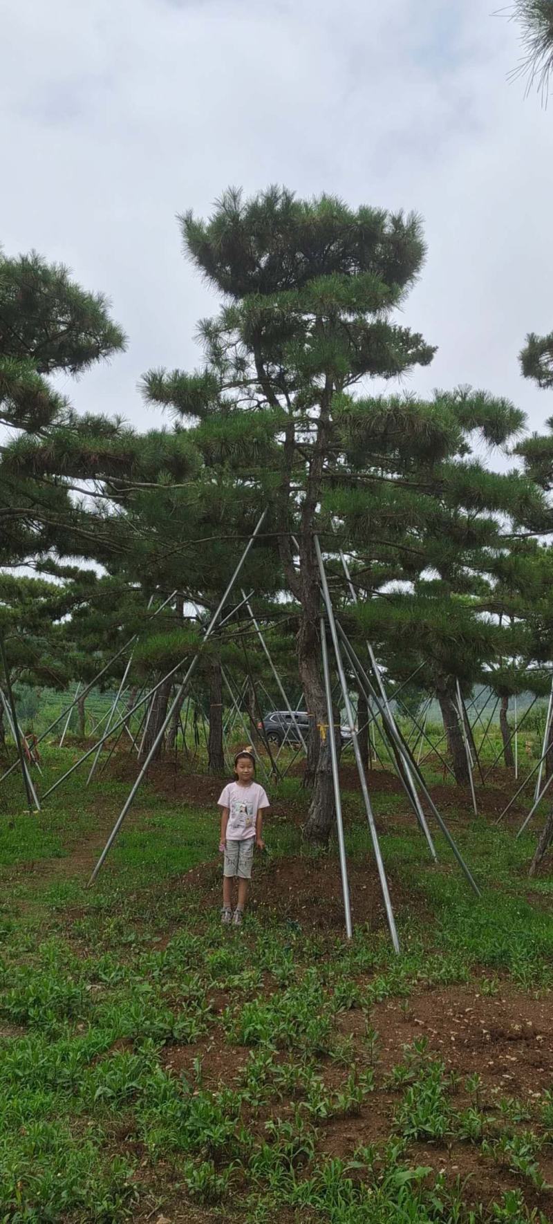 造型景观树造型黑松造型油松黑松油松