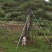 造型景观树造型黑松造型油松黑松油松