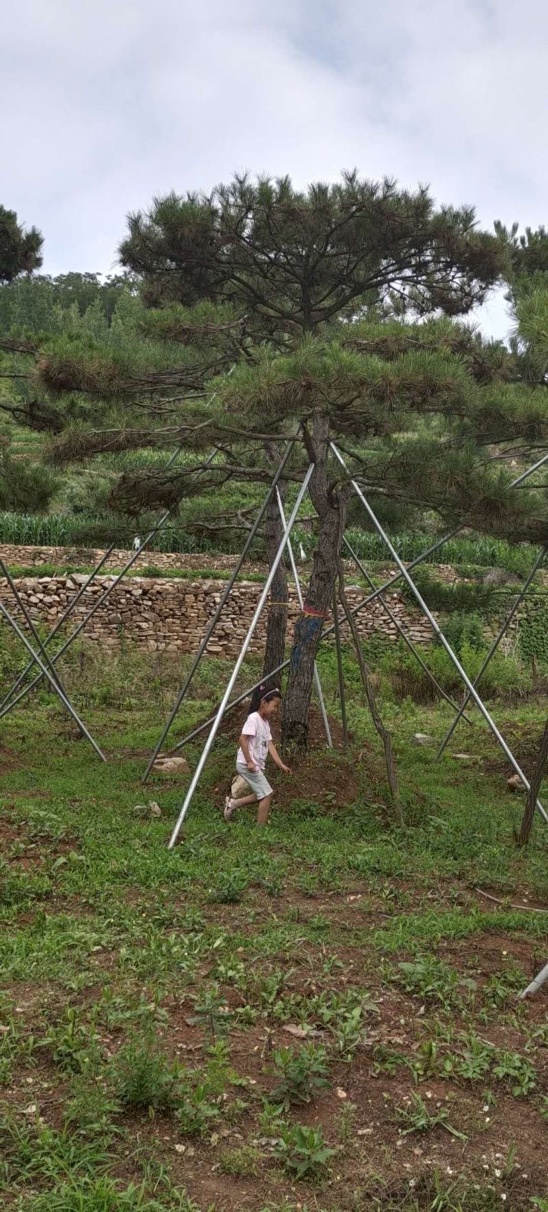 造型景观树造型黑松造型油松黑松油松