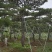 造型景观树造型黑松造型油松黑松油松