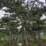 造型景观树造型黑松造型油松黑松油松
