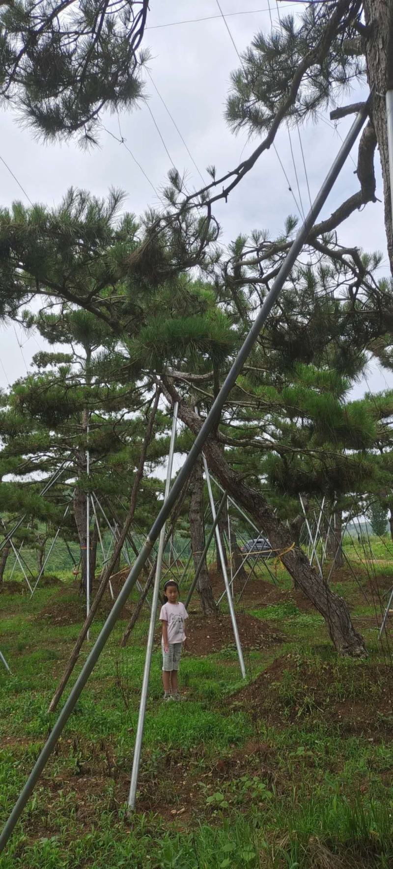造型景观树造型黑松造型油松黑松油松