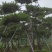 造型景观树造型黑松造型油松黑松油松