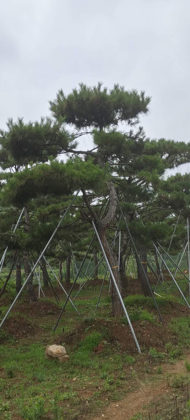 造型景观树造型黑松造型油松黑松油松
