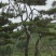 造型景观树造型黑松造型油松黑松油松