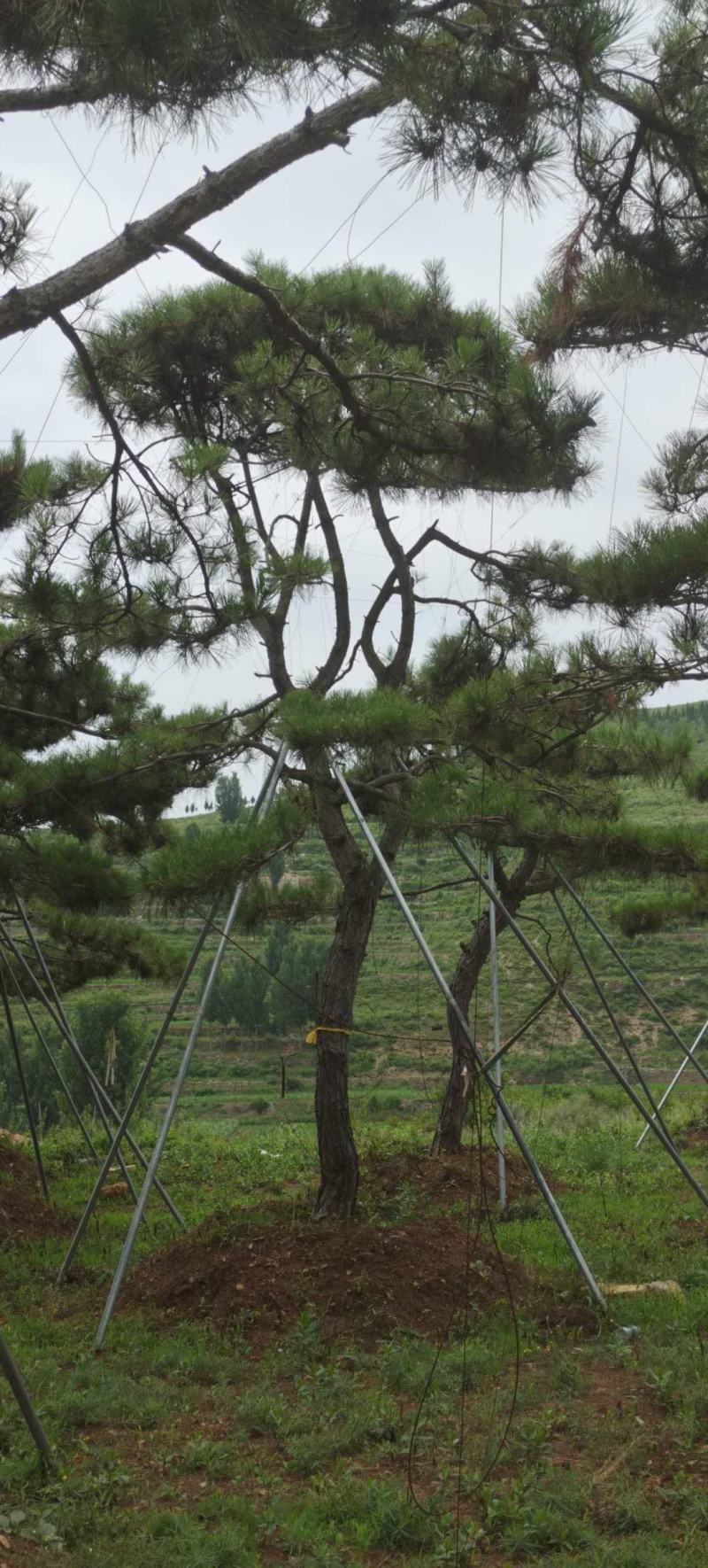 造型景观树造型黑松造型油松黑松油松