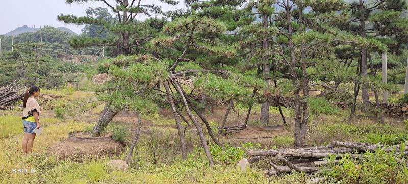 造型黑松造型油松迎客松工程造型松黑松盆景
