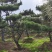 造型黑松造型油松迎客松工程造型松黑松盆景