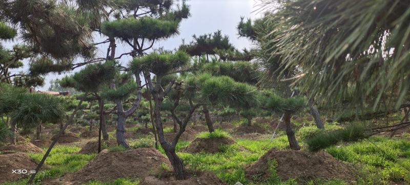 造型黑松造型油松迎客松工程造型松黑松盆景