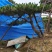 造型黑松造型油松迎客松工程造型松黑松盆景