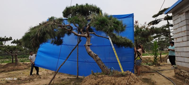 造型黑松造型油松迎客松工程造型松黑松盆景