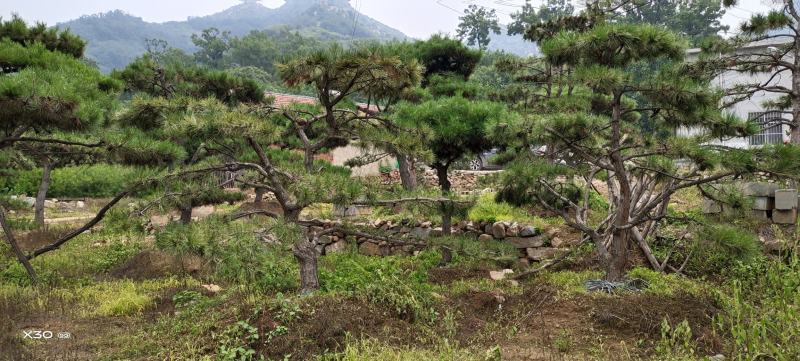 造型黑松造型油松迎客松工程造型松黑松盆景