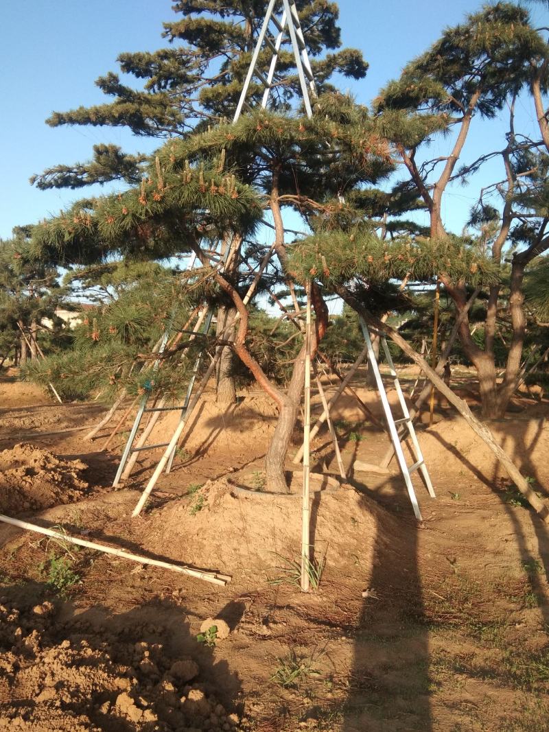 造型黑松造型油松迎客松工程造型松黑松盆景