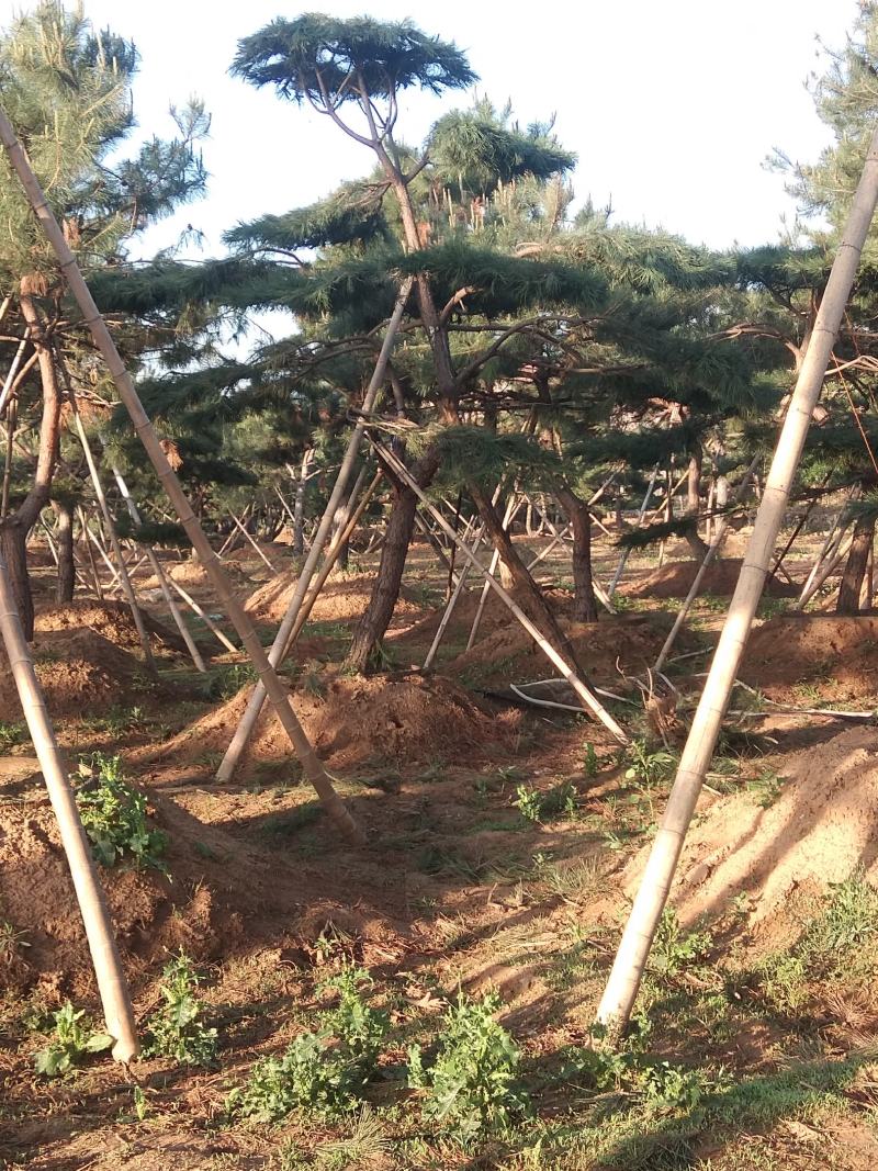造型黑松造型油松迎客松工程造型松黑松盆景