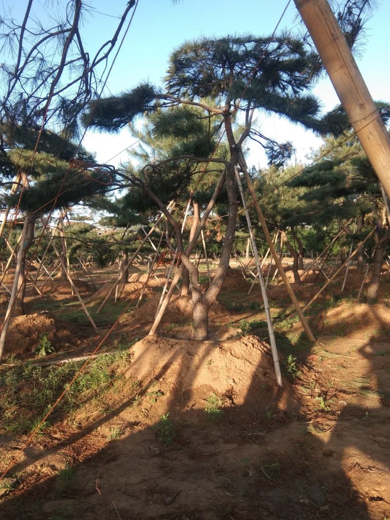 造型黑松造型油松迎客松工程造型松黑松盆景