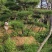 造型黑松造型油松迎客松工程造型松黑松盆景
