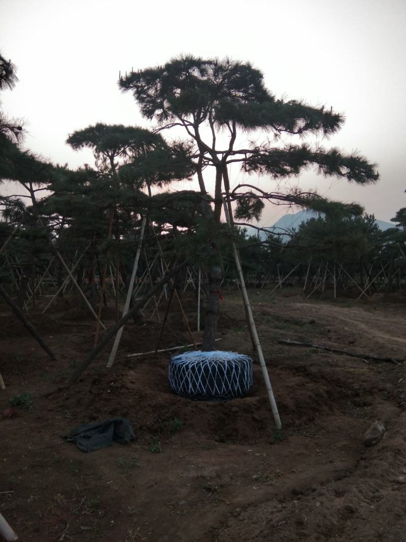 造型黑松造型油松迎客松工程造型松黑松盆景