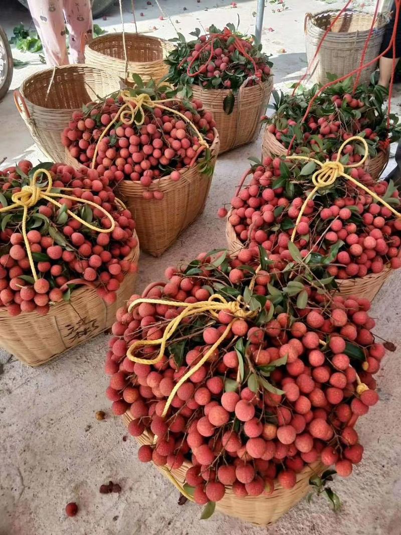 六月红，通货，精品果，产地直销新鲜荔枝，一件代发