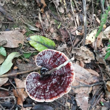 灵芝