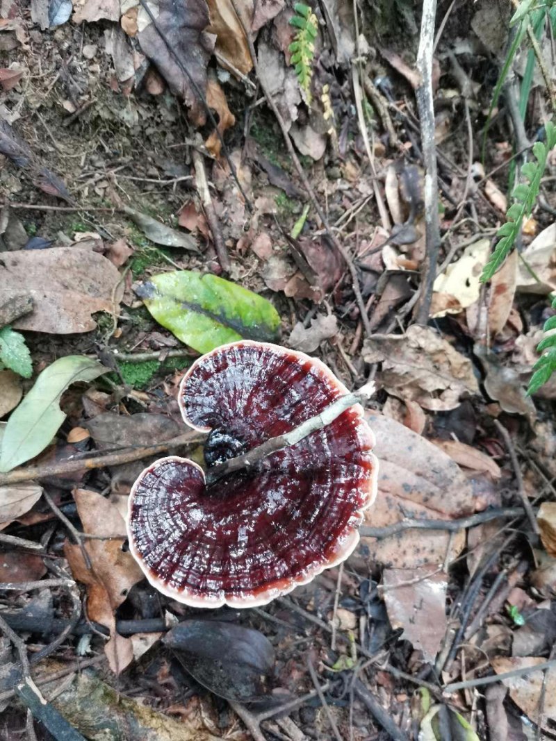 灵芝