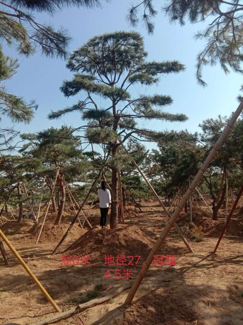 造型油松造型黑松泰山松迎客松工程造型松