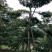 造型油松造型黑松泰山松迎客松工程造型松