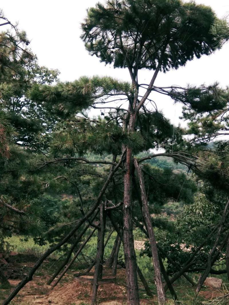 造型油松造型黑松泰山松迎客松工程造型松